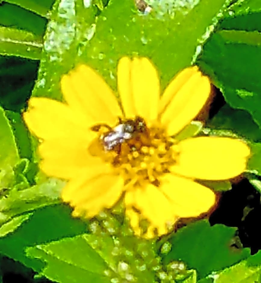 The Beachaven Chalets, Kota Belud