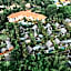 Sanctoo Suites & Villas
