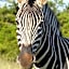 JBay Zebra Lodge