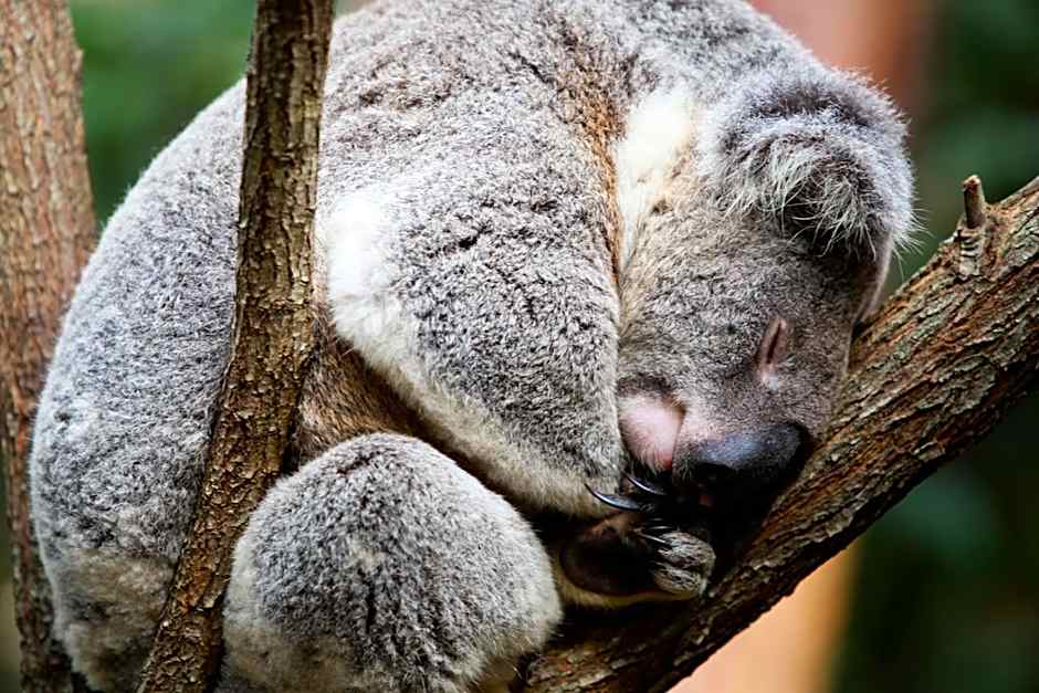 Sandcastles On Currumbin Beach