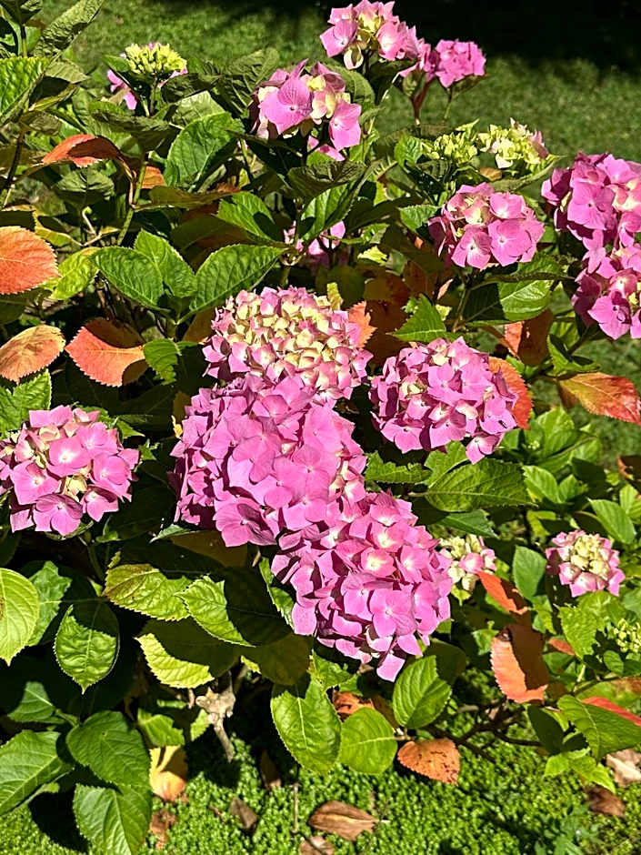 Logis Hôtel La Demeure du Perron