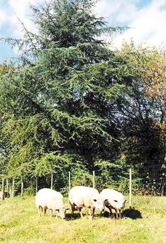 Hostellerie Sarrasine