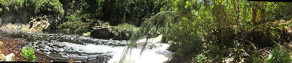 Teniqua Treetops