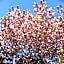 Morino Garden Mashiko