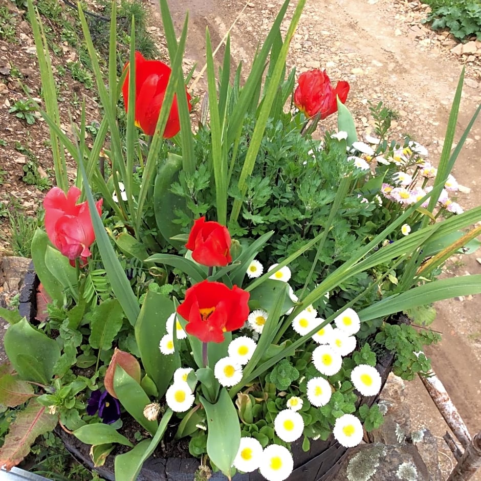 Guest Room Agro-turismo Quinta da Fonte Bed&Breakfast