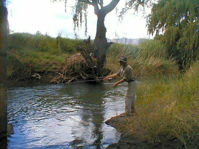 Royal Coachman