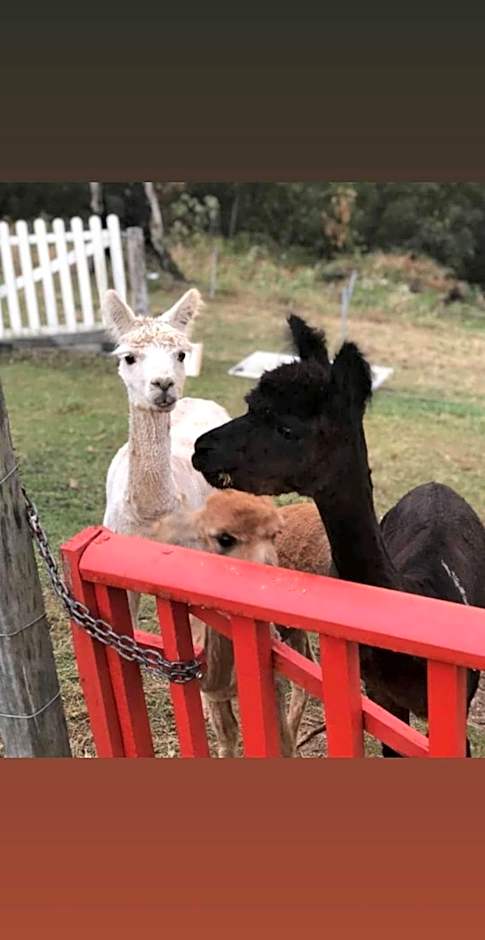 Gold Coast Tree Houses
