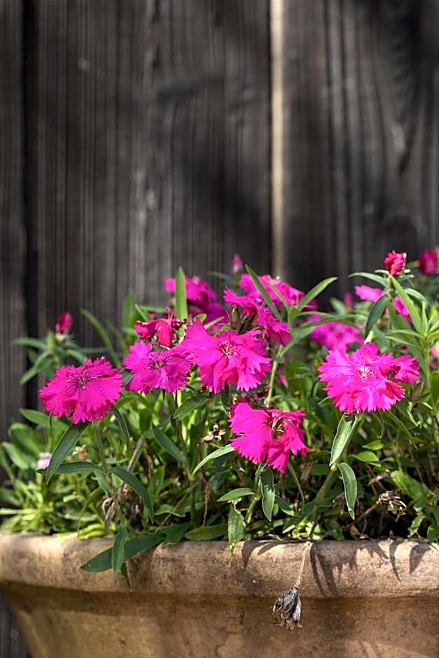 Lavender, A Four Sisters Inn