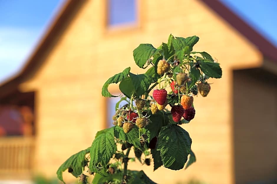 Domek letniskowy Orzechowa