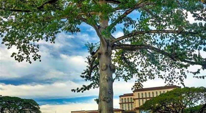 OYO 89465 Golden Lounge