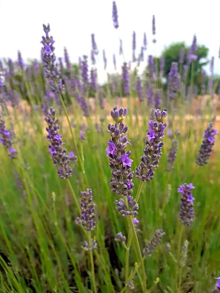 Masseria San Martino