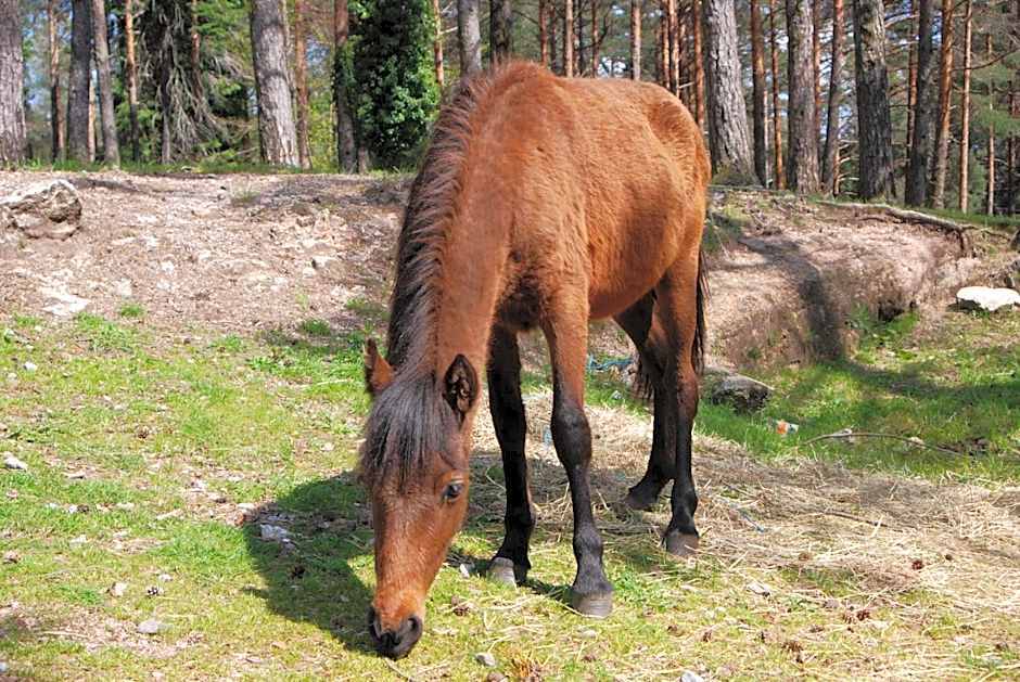 Hotel Carvalho Araujo