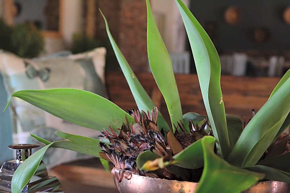 Bayala Private Safari Lodges