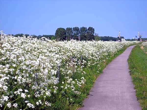 De Twee Paardjes
