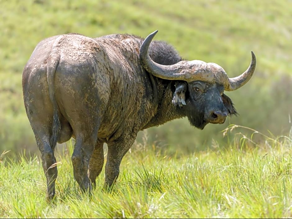 Zulu Waters Game Reserve