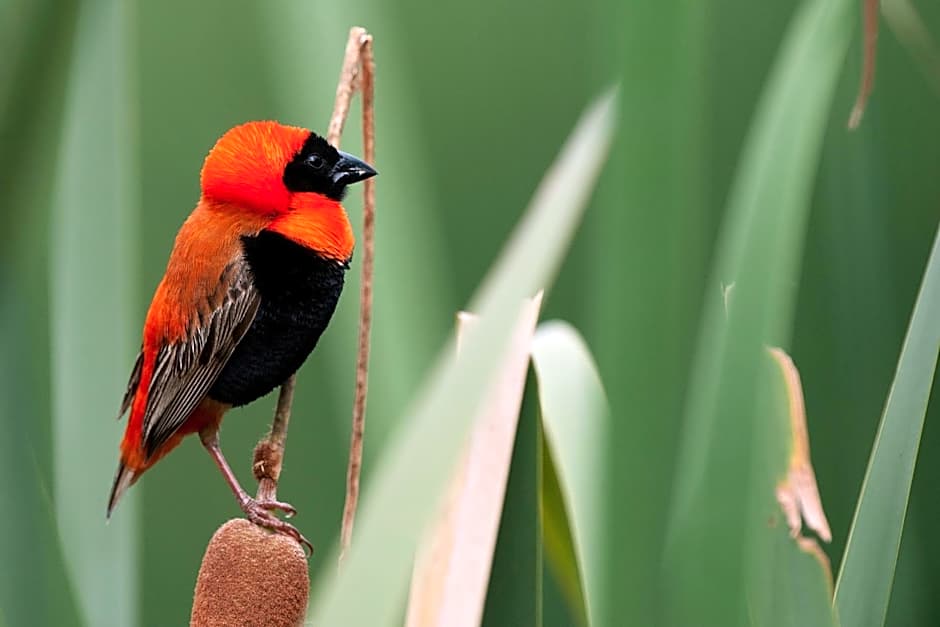 Bush Villas on Kruger