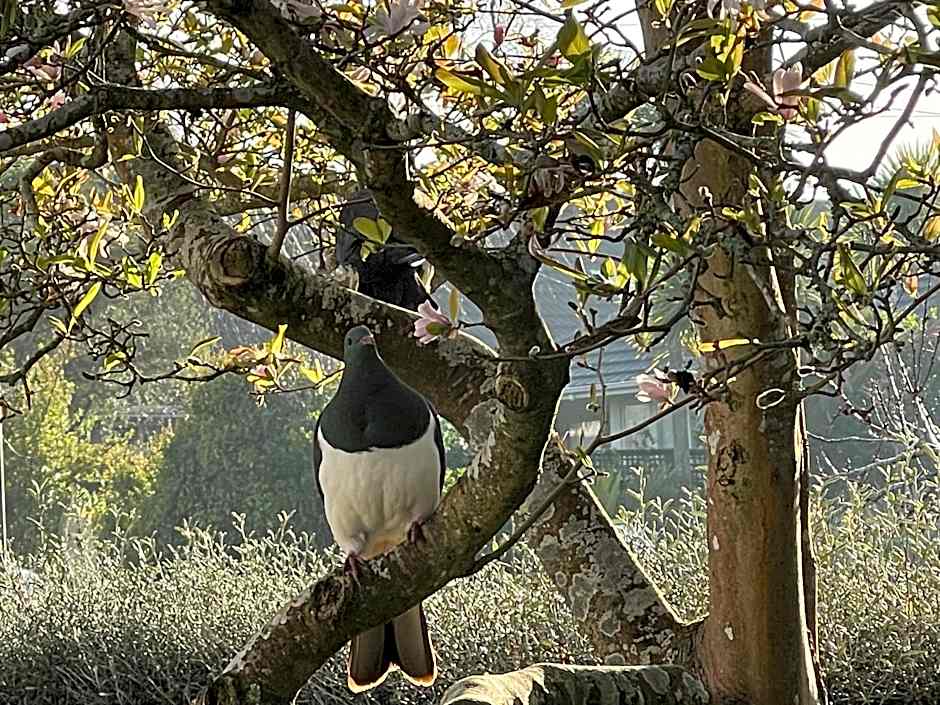 Te Anau Lakefront Backpackers