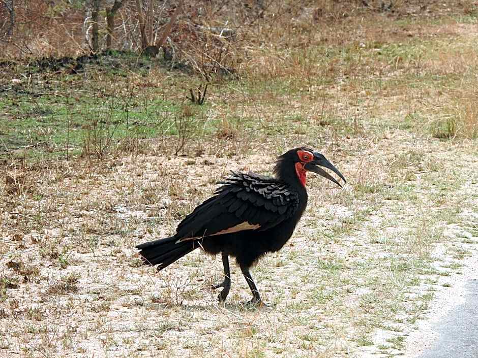 Khululeka Safaris Lodge