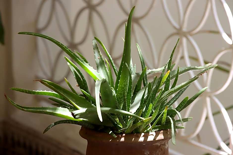 Riad NaaNaa Bed & Breakfast