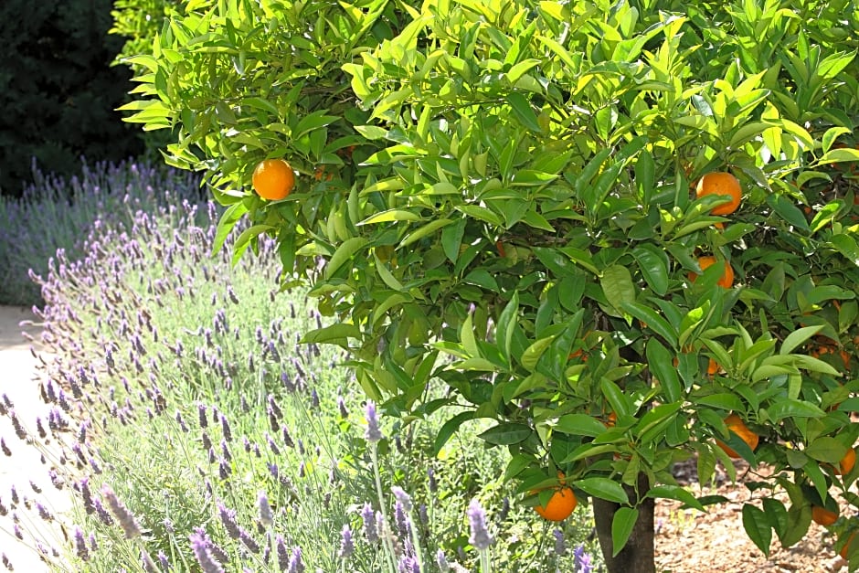 Hotel Finca Ca's Curial