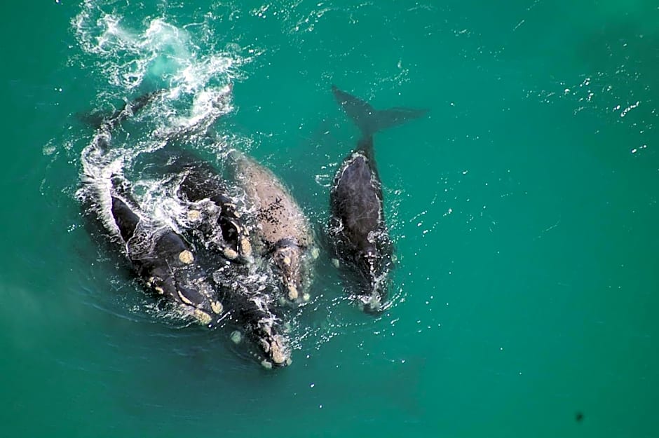 Lavender Manor Guest Lodge