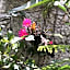 Hotel Magnolia cuetzalan
