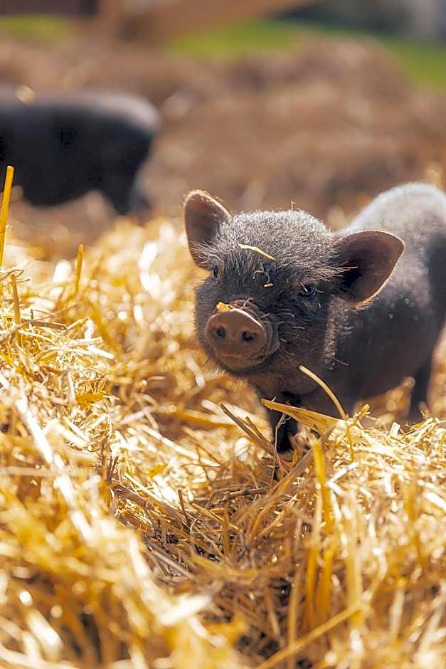 Demeures de Campagne Parc du Coudray - Barbizon