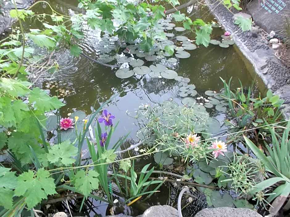 Kmo Yam In The Love Garden