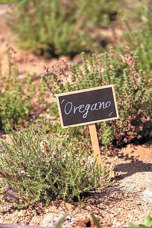 The Ritual, A Wellness Retreat