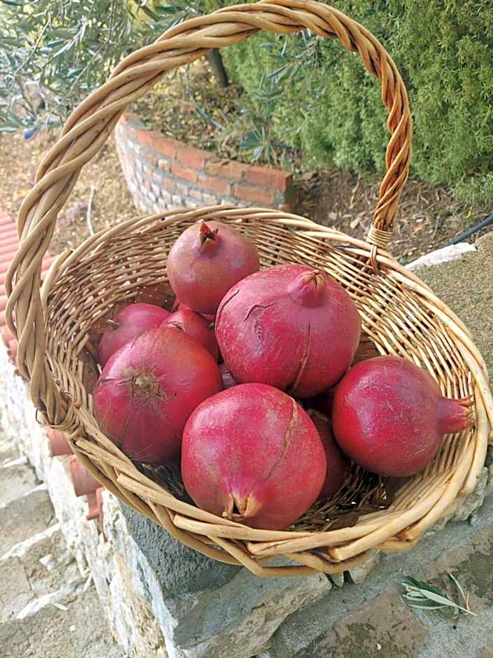 KAZDAĞLARI ZEYTUNİHAN BUTİK OTEL