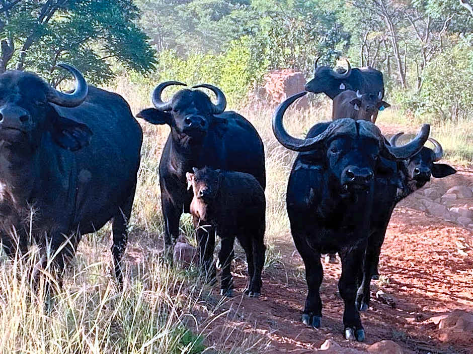 Moletani Game Ranch