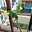 International Naples