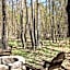Vineyard Woods
