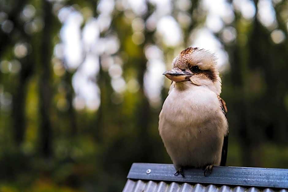 The Bower At Broulee