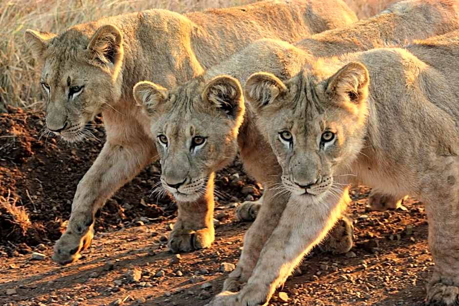 Leopard Mountain Safari Lodge