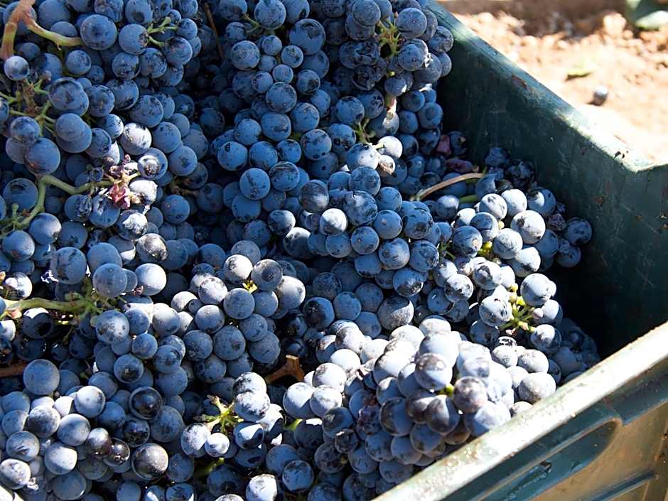Encuentro Guadalupe