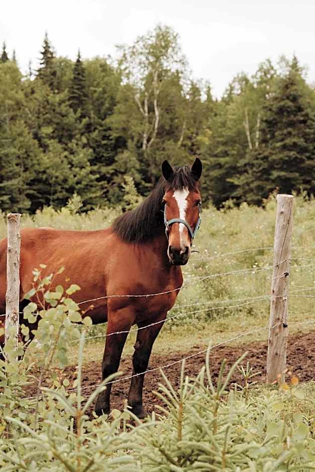 Chalet le Coyote Lac, Micro Ferme, Sentier Du Domaine, Vue Sur Les Monts, Idéal 2 4 Personnes