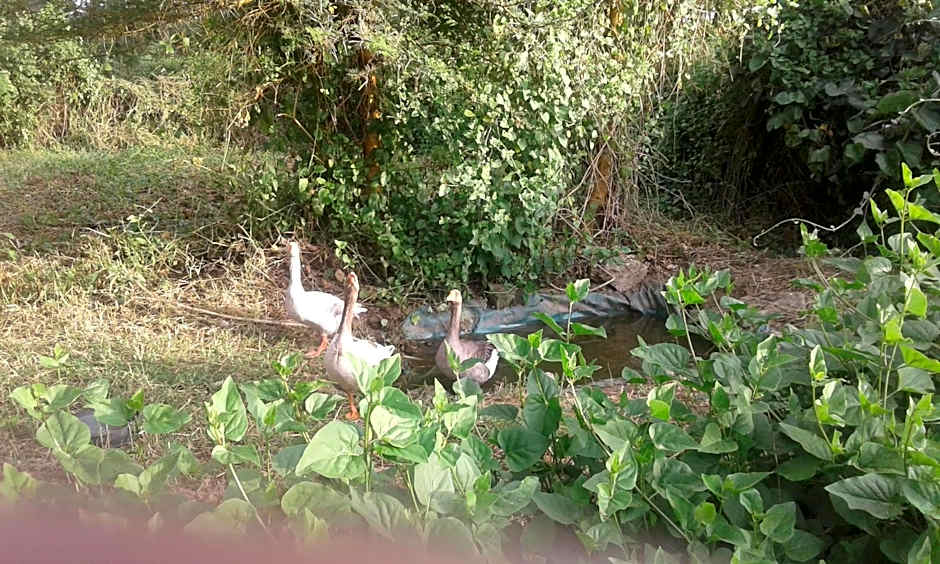 Cactus Eco Camp and Lodge