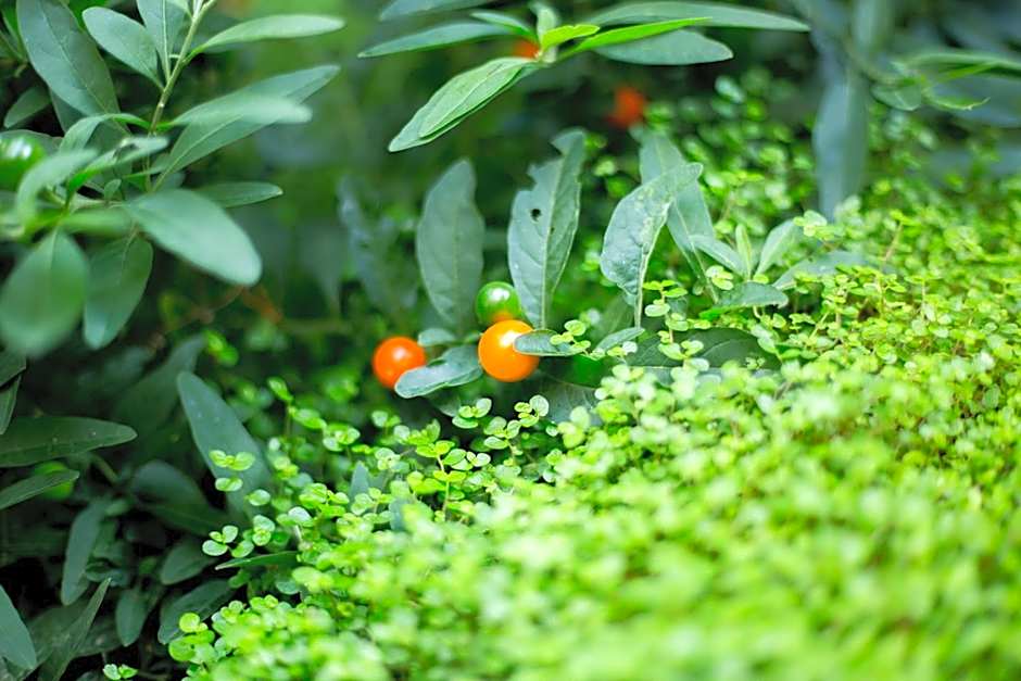 MAISON KERVARREC - Rennes - Saint-Grégoire