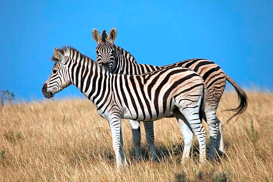 Botlierskop Tented Lodge