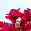 Hotel Bougainvillea San Jose