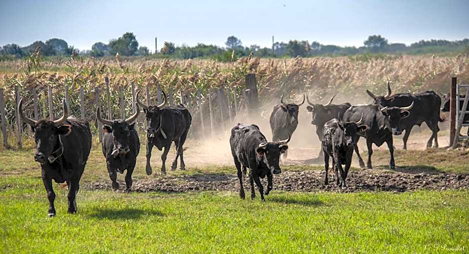 Manade des Baumelles