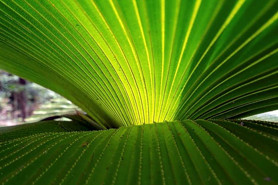 mist at Cape Tribulation