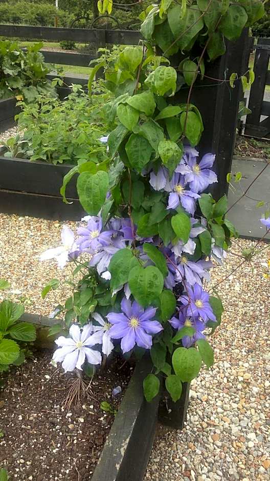 Cambridge Coach House