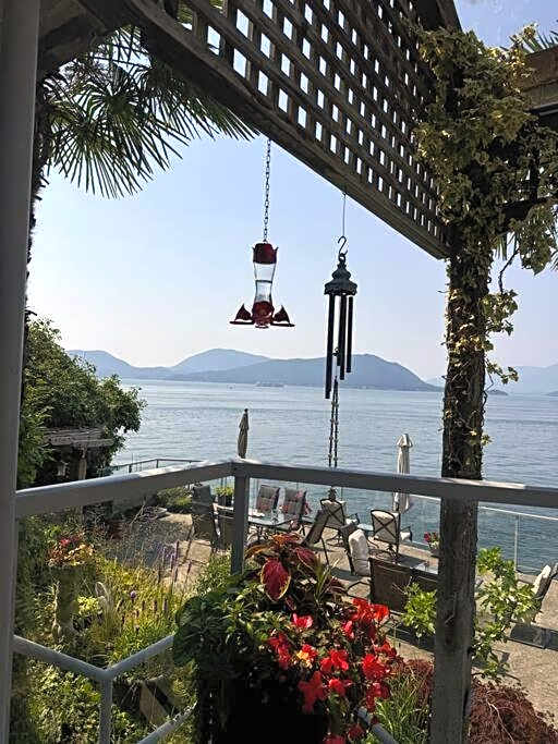 Dream House -Water Lily