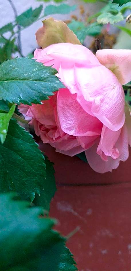 Venice Sanella Rooms