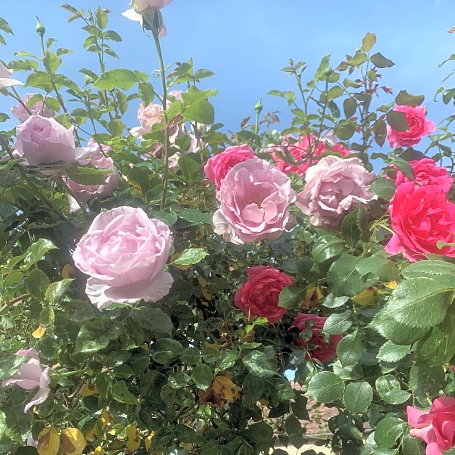 La Cour des Délices