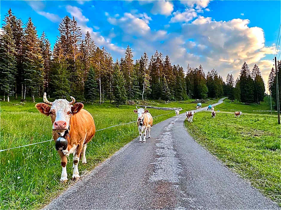 Hôtel Restaurant Les Cernets Swiss-Lodge SSH