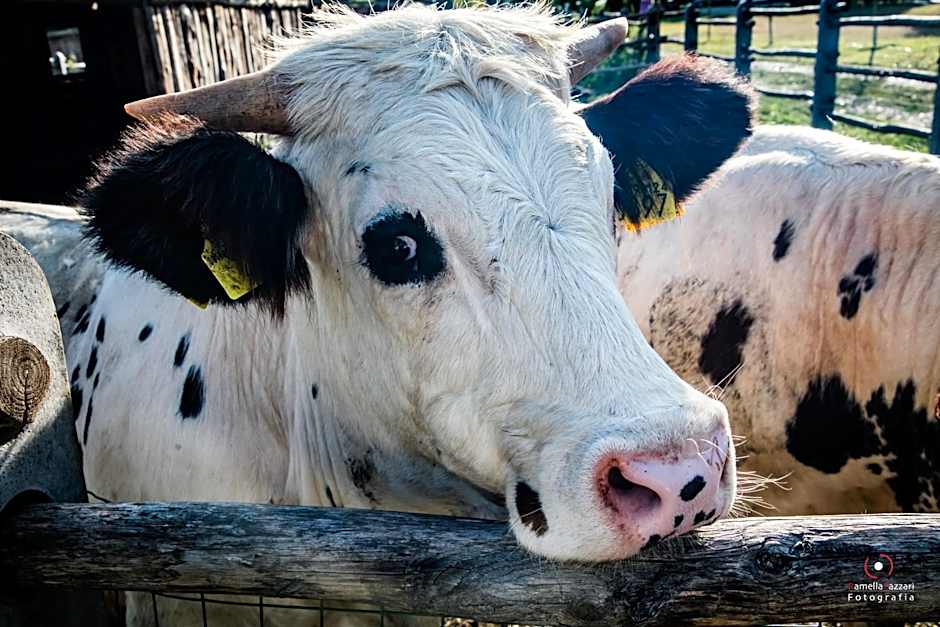 Agriturismo Parco Campofelice