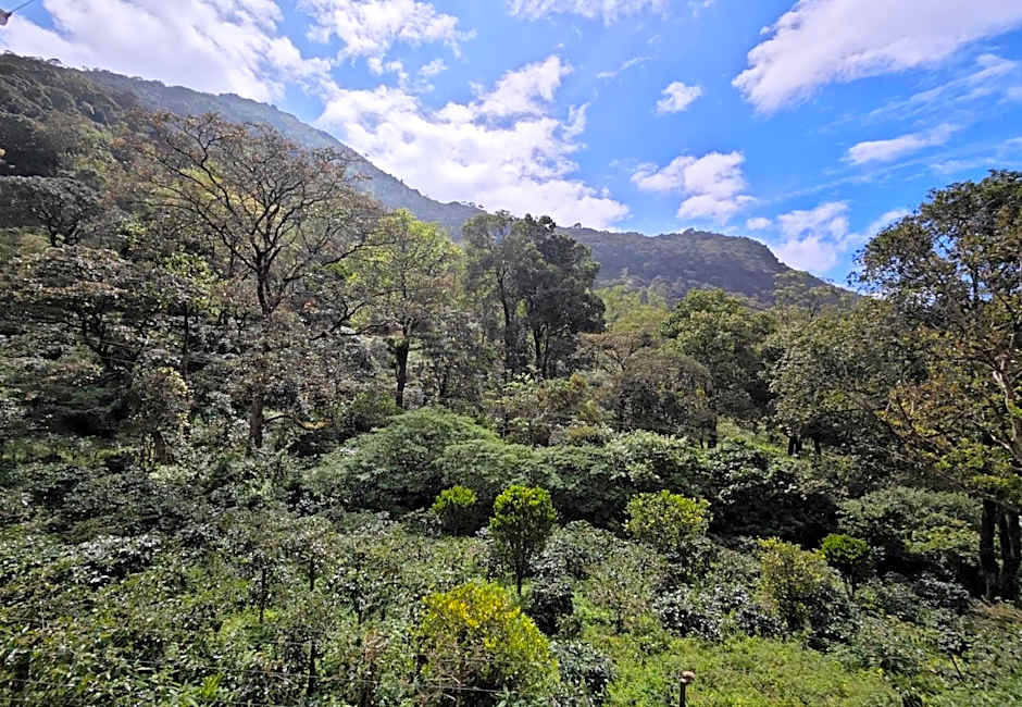 Ibex Resorts, Valparai Mistly